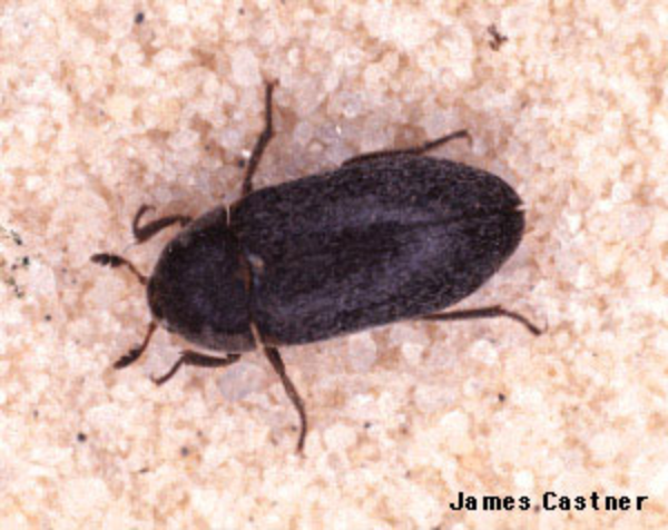 larder beetle control and recommended pest control treatments