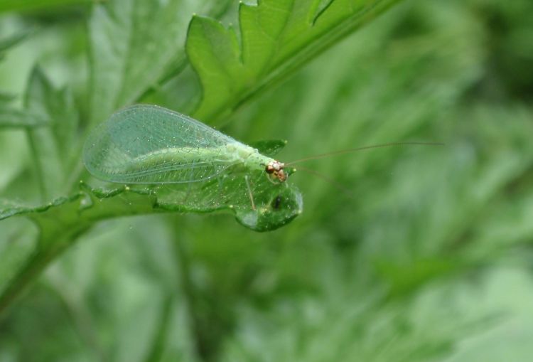 Michigan insects in the garden – Season 2 Week 9: Chrysopidae - Gardening  in Michigan
