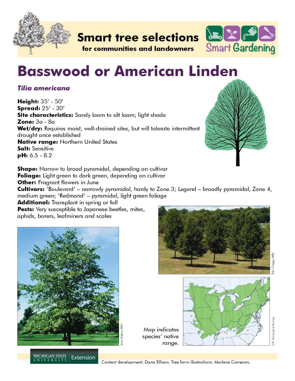 Basswood Tree Description and Pruning Info