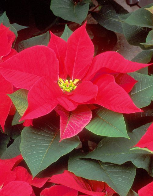 How to rebloom your holiday poinsettia - MSU Extension