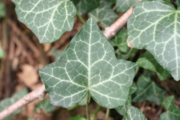 Leaf ivy Ivy Leaf