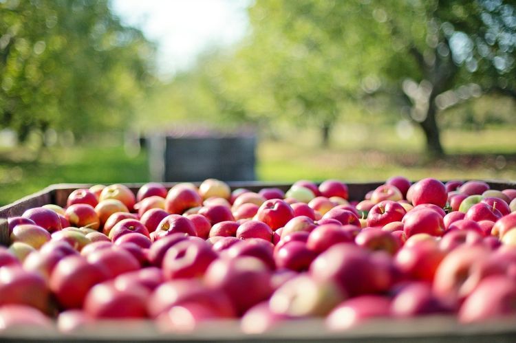 Predicted 2021 apple harvest dates Apples