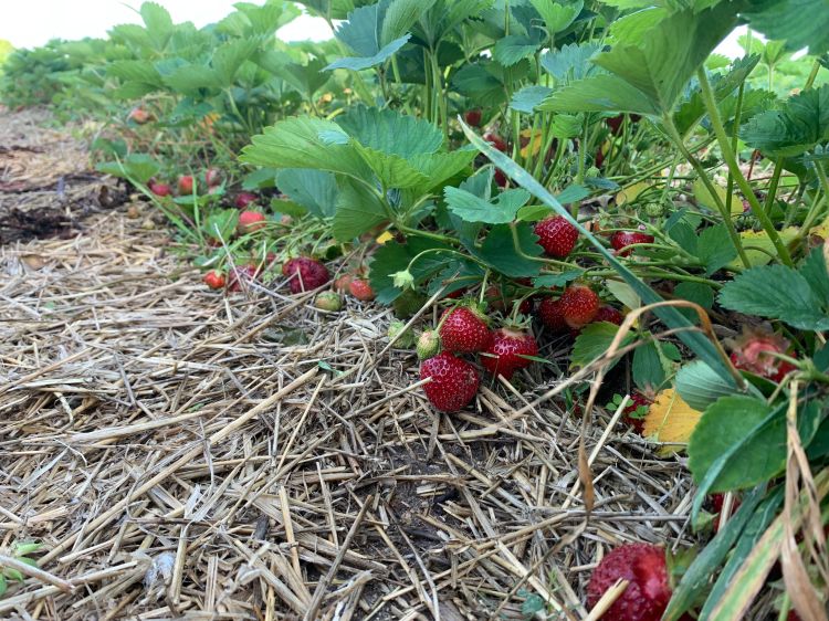 Renovation in perennial strawberry fields - Fruit & Nuts