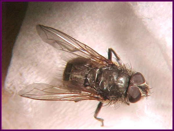 What you can do to reduce/eliminate cluster flies