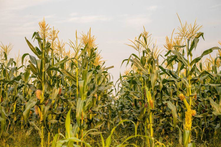 corn in a field