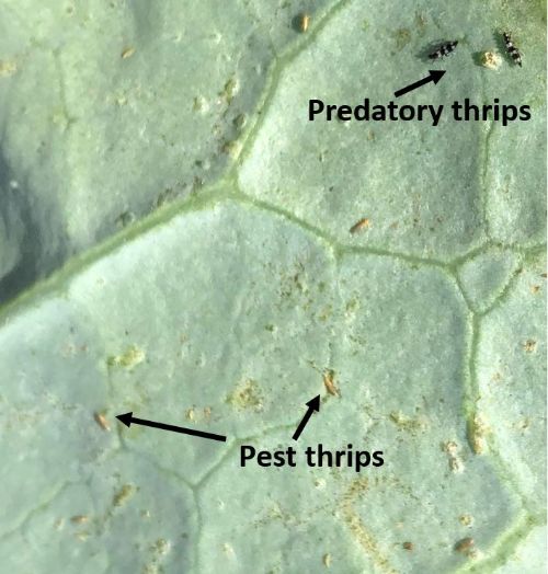 Hot, dry weather increases risk of spider mites and thrips in