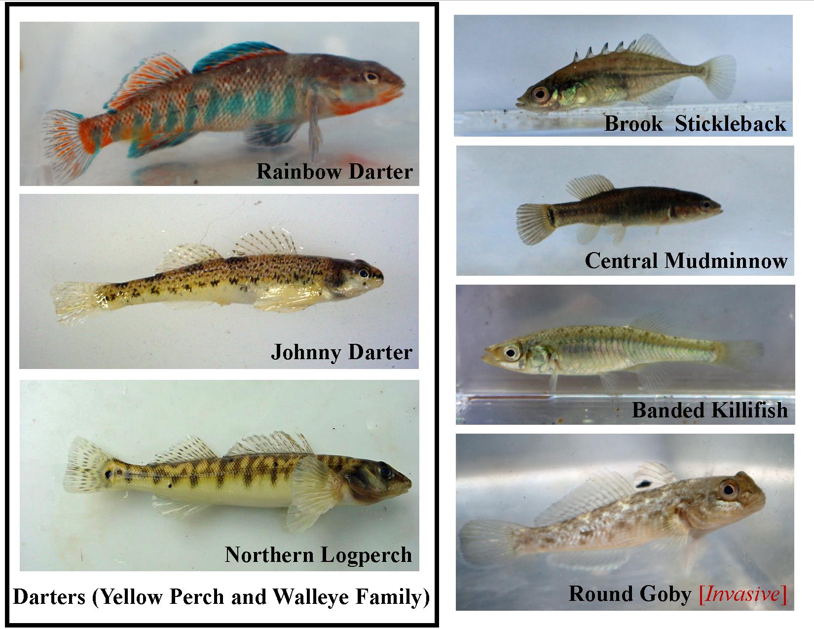 different types of fishes with names