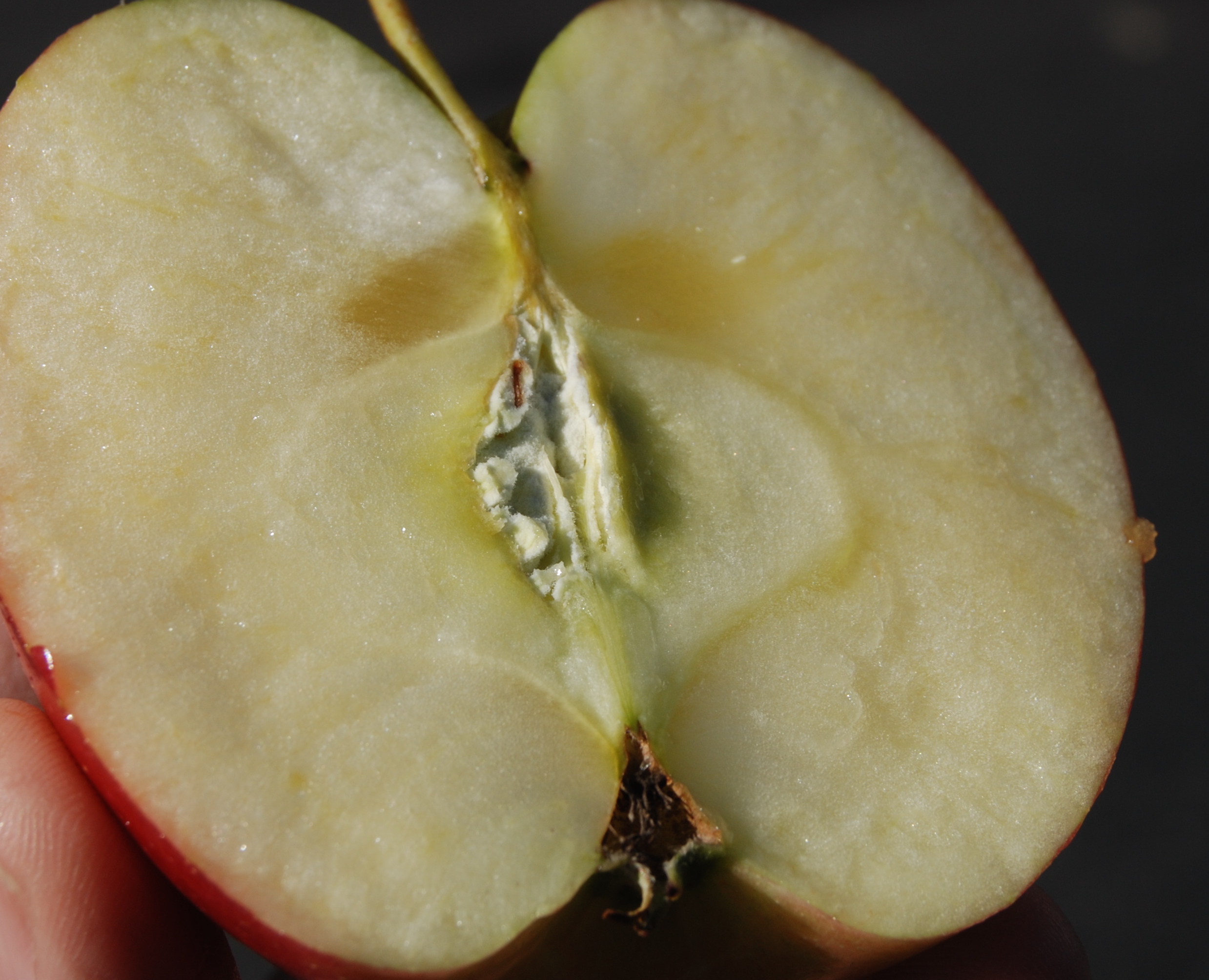 apple-core-with-seeds