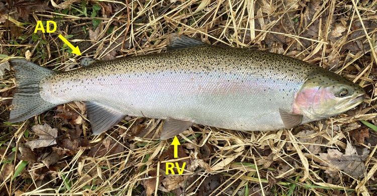 Interpreting steelhead fin clips in Michigan streams: Update for