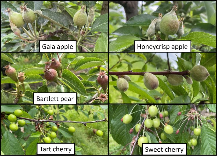 Apples, pears and cherries at different fruit growth stages.