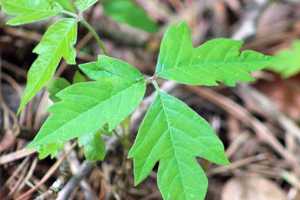 Identifying poison ivy isn’t always easy to do - MSU Extension