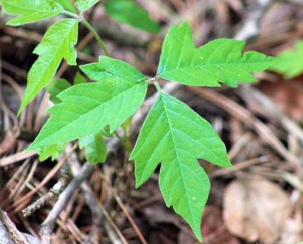 Identifying poison ivy isn’t always easy to do - MSU Extension