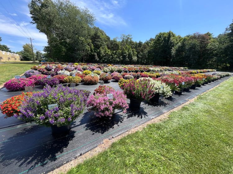 Chrysanthemums.