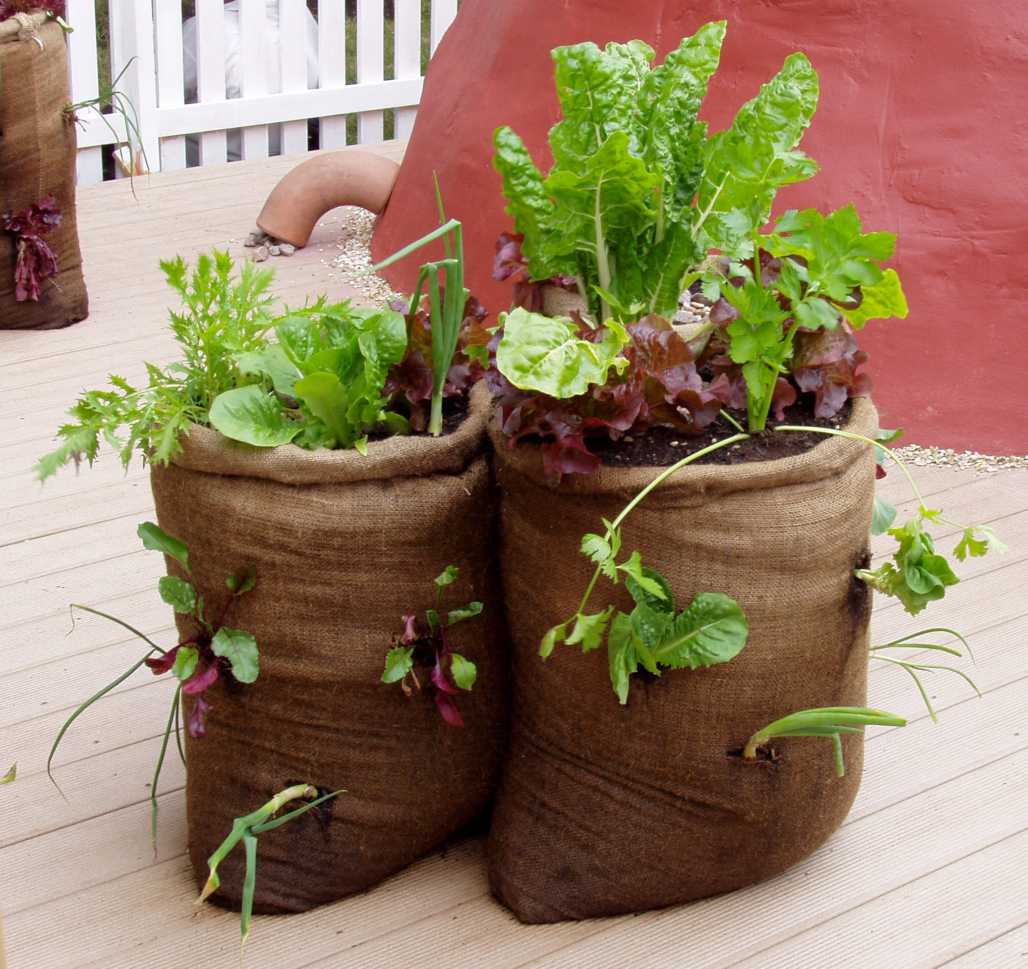 Planting vegetables