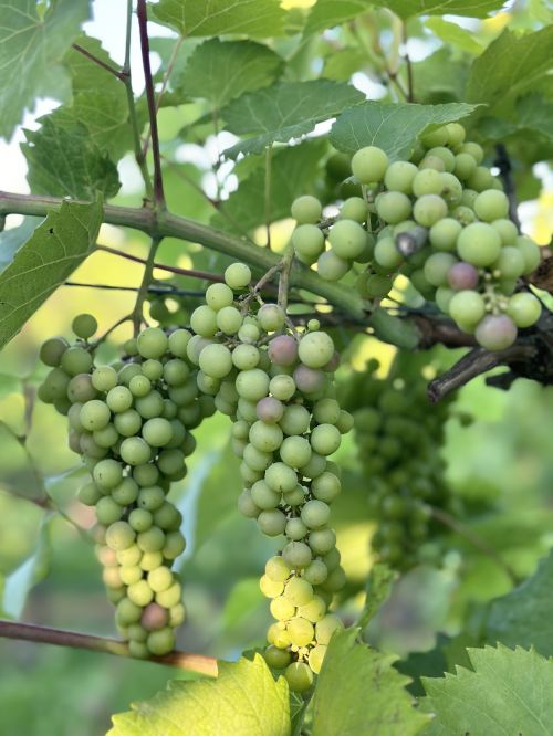 A cluster of unripe wine grapes.