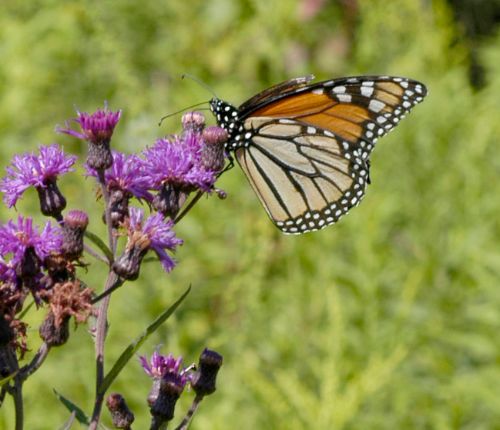 Cornell Cooperative Extension  Purchase a Monarch Butterfly & Milkweed Kit