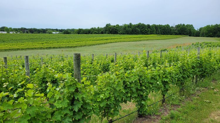 A grape vineyard.