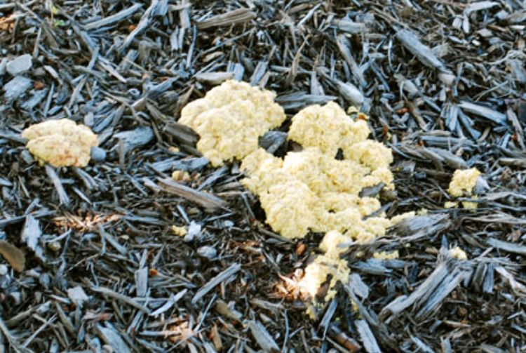 slime mold  New Hampshire Garden Solutions