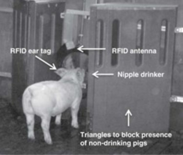 RFID of a pig