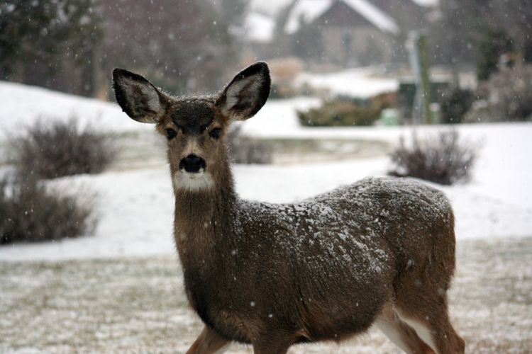 Hunters: Look for signs of illness in deer - White-Tailed Deer Management