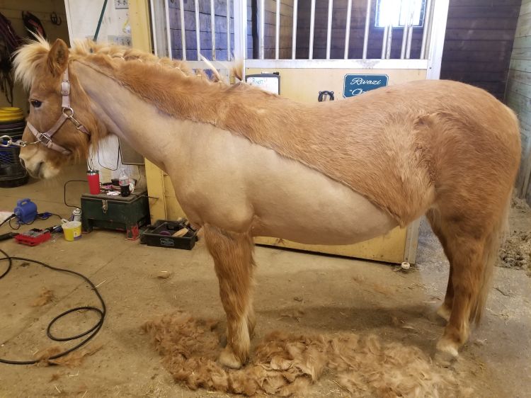 Body clipping horses - MSU Extension