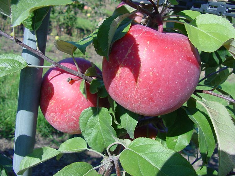 Organic Fuji Apples, New & Peak Season