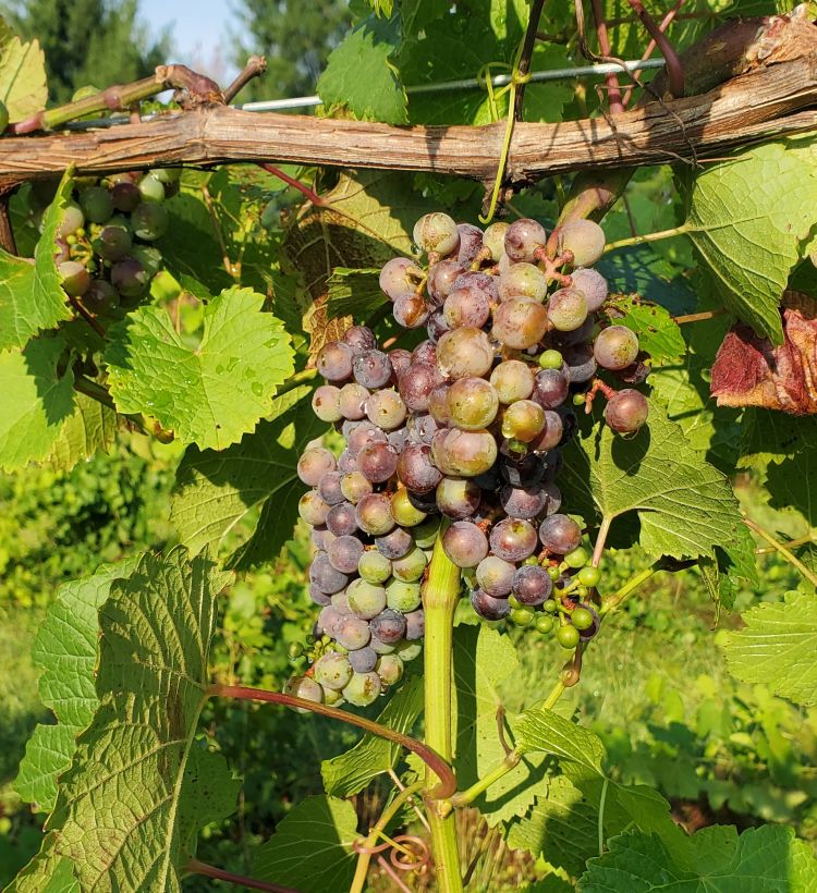 A bundle of grapes hanging from a vine.