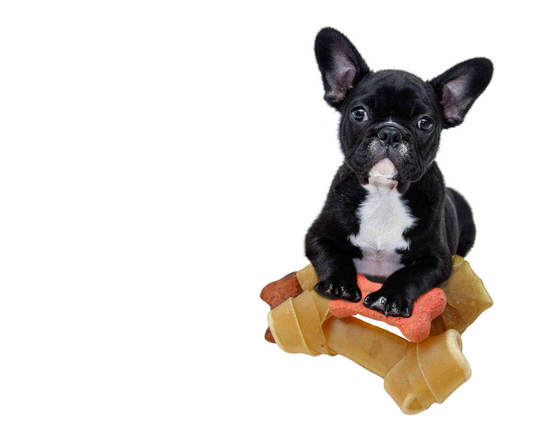 are dog treats regulated by the fda ups codes