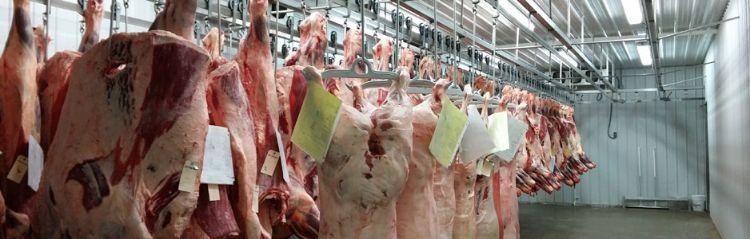 Expect temporary changes in the meat case - Animal Agriculture