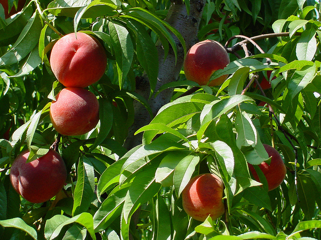 Three Peaches