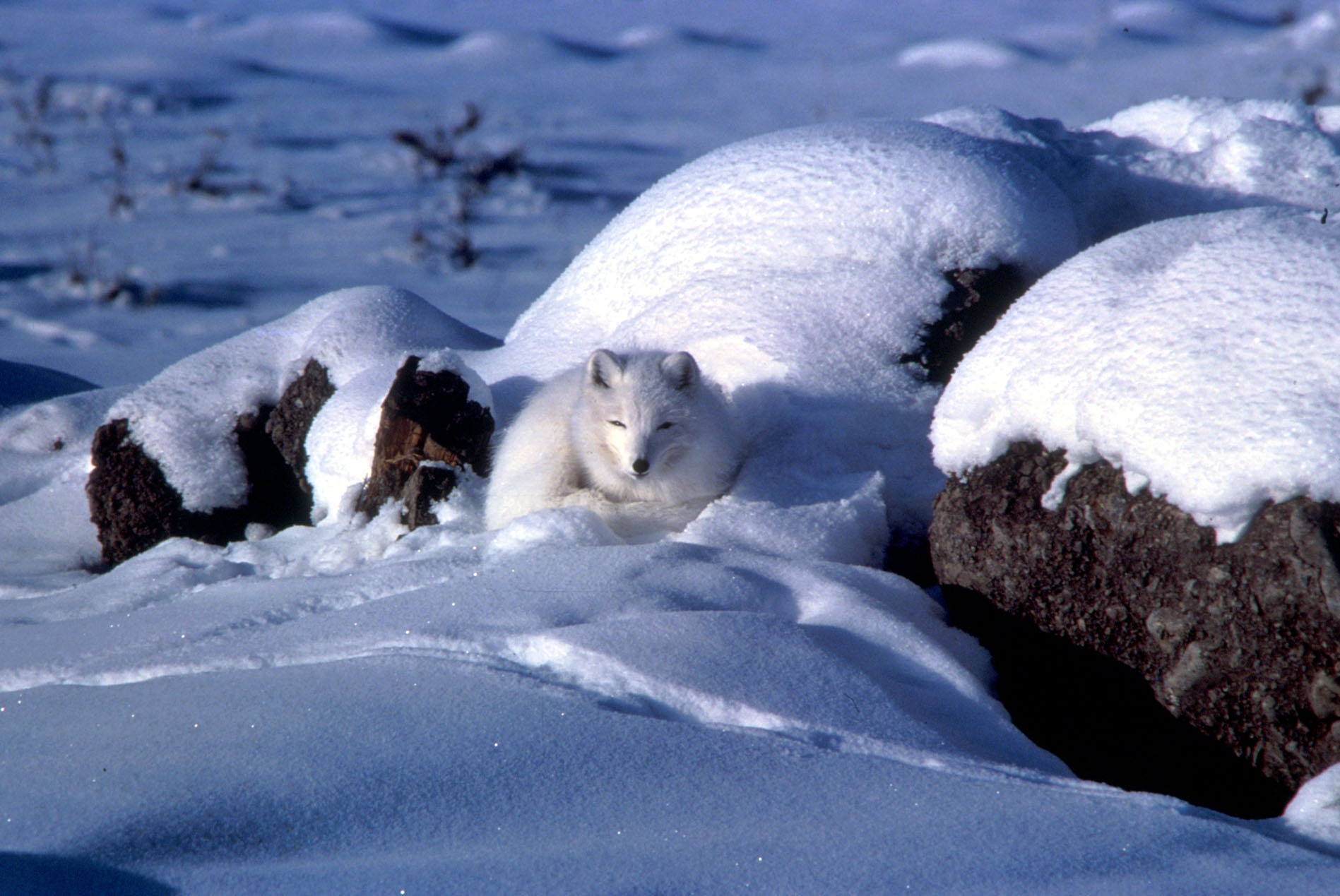 arctic fox adaptations