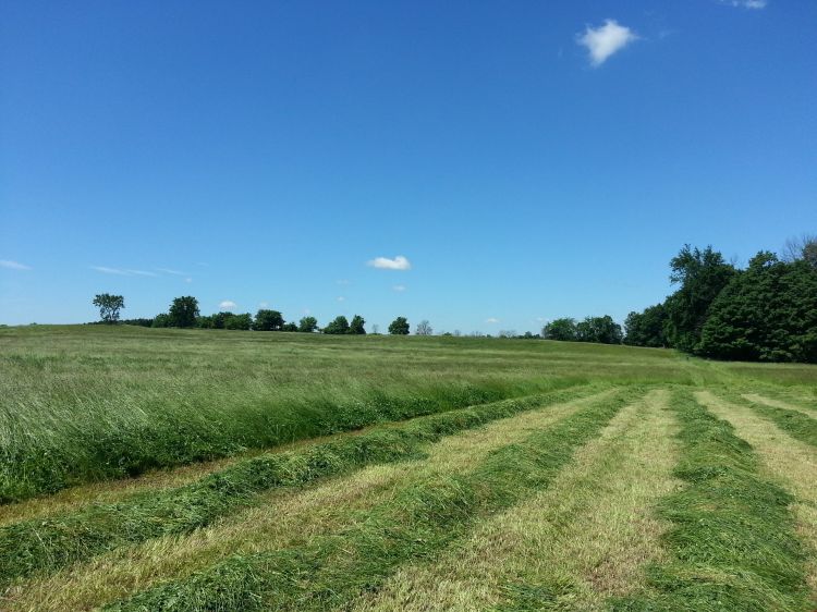 a green hayfield that has been partially mowed