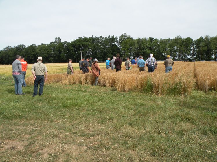 In-person small grains for brewing and distilling field day to ...