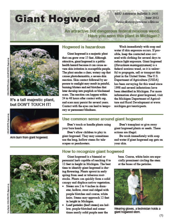 Giant Hogweed - MSU Extension