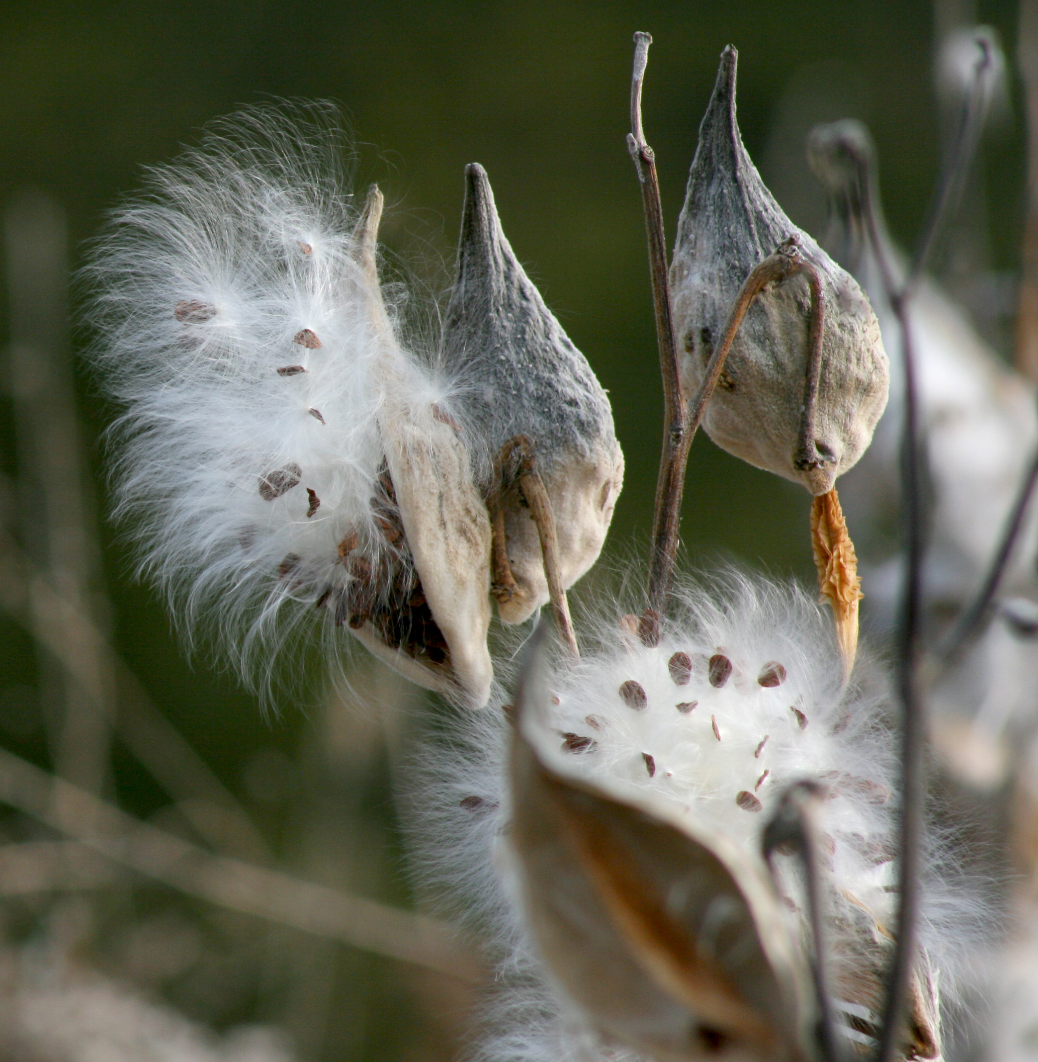 common milkweed pods