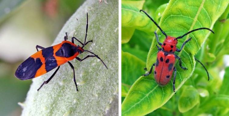 red bugs in garden