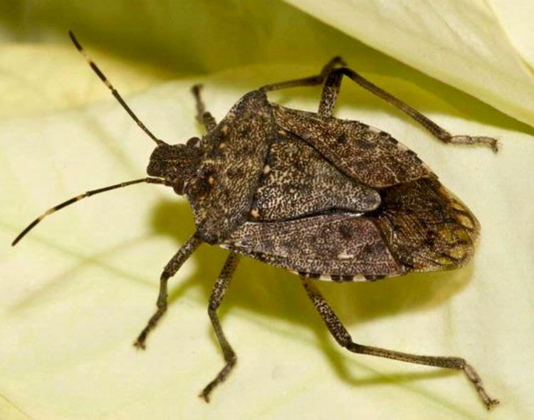 Managing brown marmorated stink bugs in homes - Gardening in Michigan