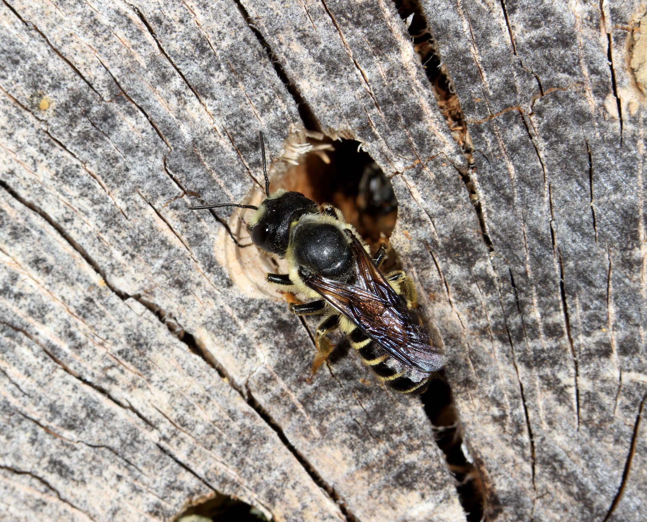 leaf cutter bees video