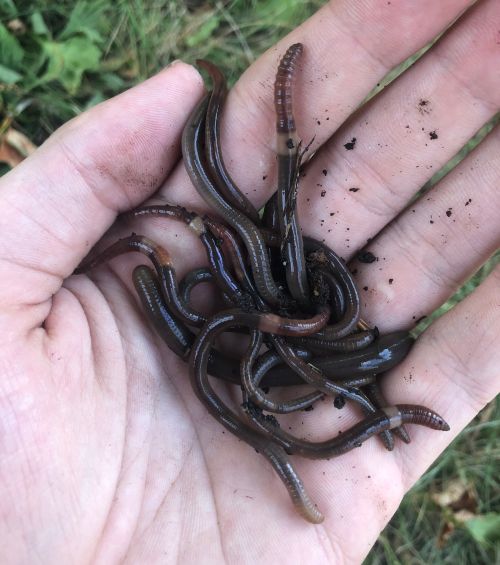 The ancient art of worm charming - 4-H Environmental & Outdoor Education