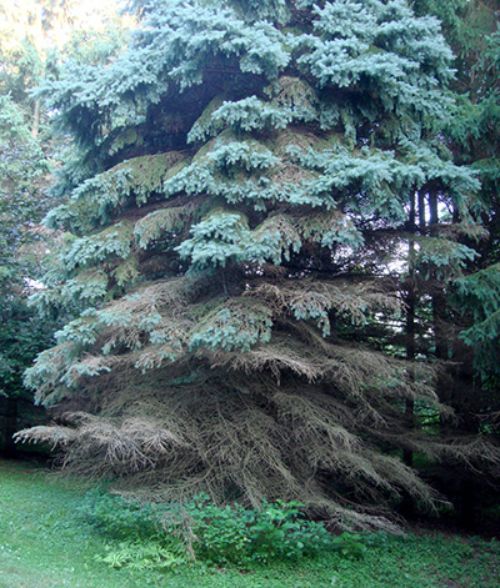 Set of evergreen branches, pine tree, fir, spruce coniferous