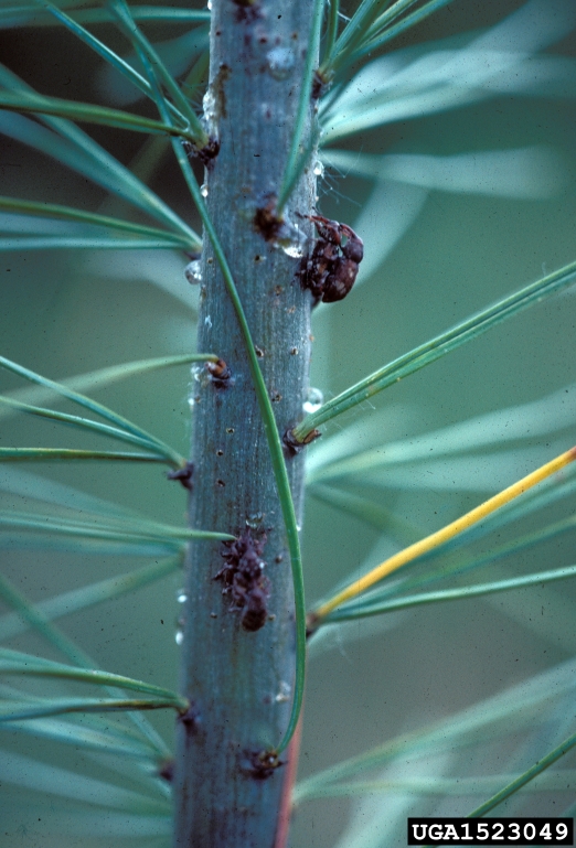 weevils in pine trees