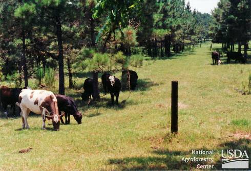 Cattle in a silvopasture grazing system.