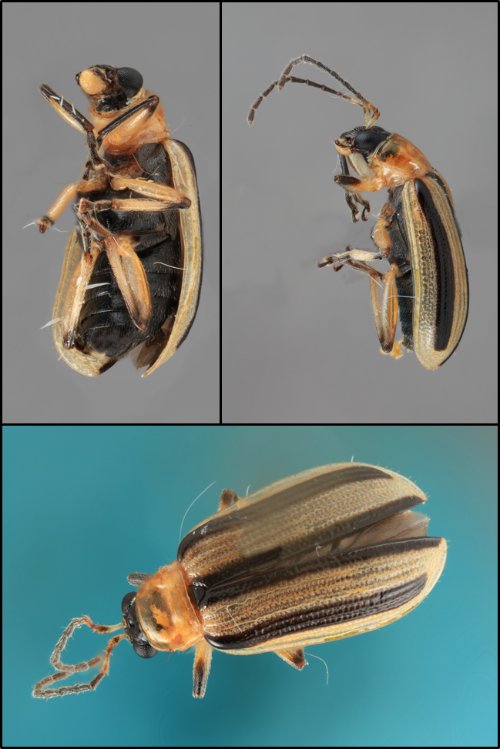 maine black bug with orange stripes