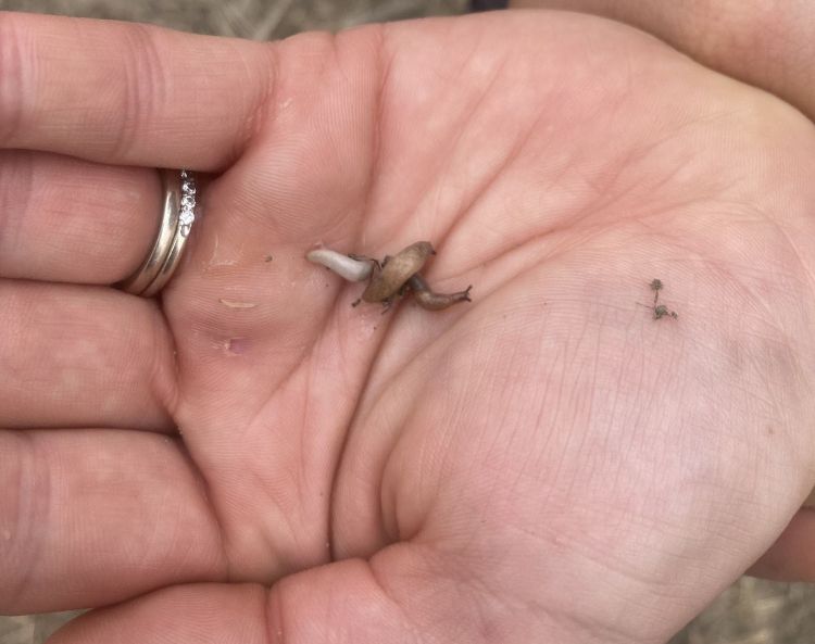 A slug in a hand.