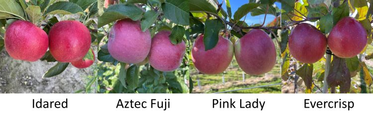 pink lady apple country origin - Arad Branding