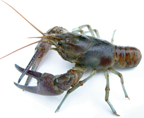 rusty crayfish invasive species