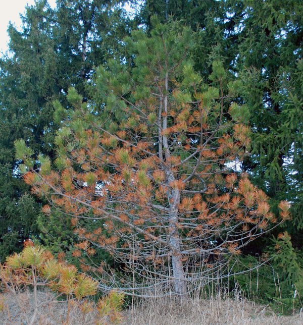 austrian pine needle blight