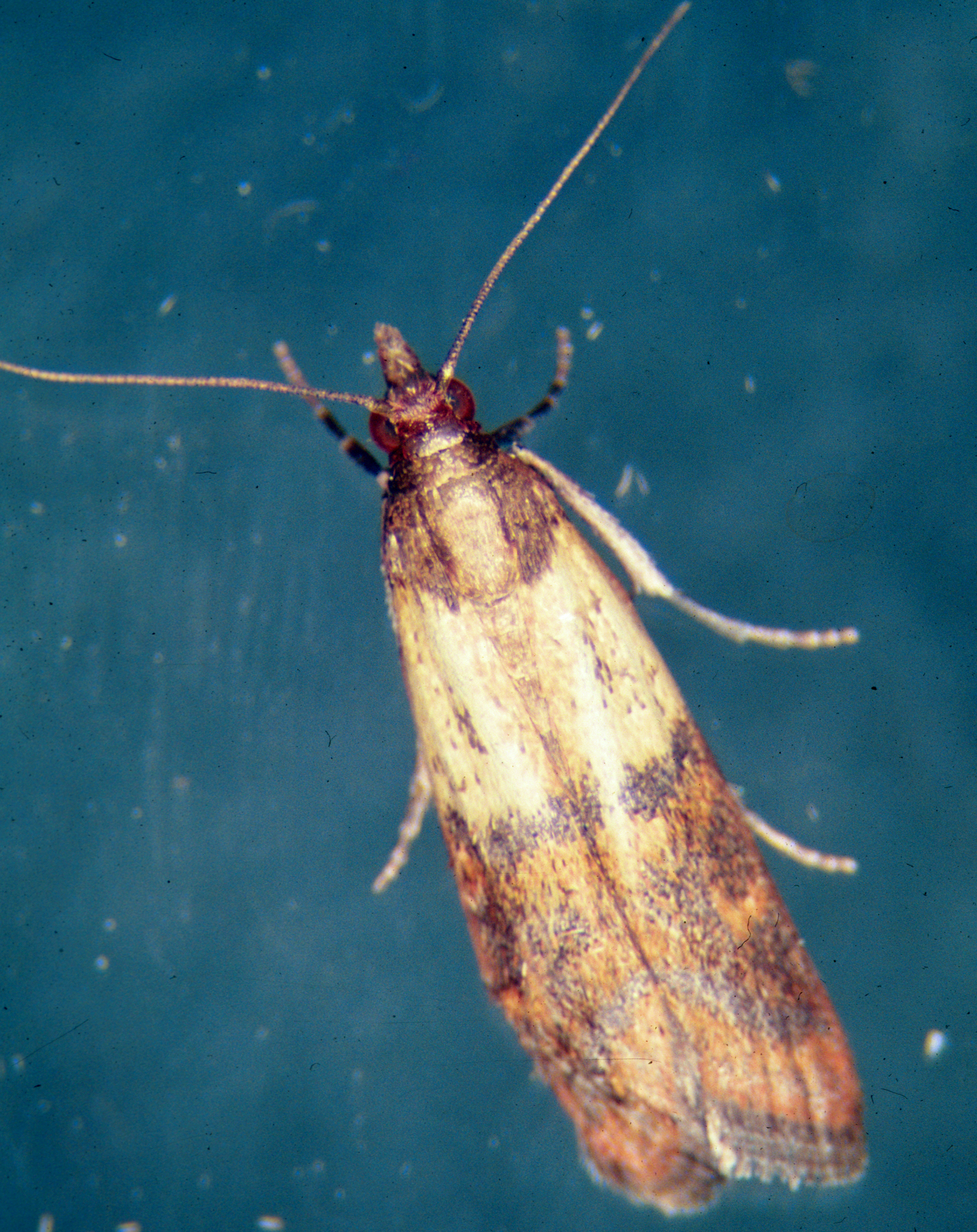 mediterranean flour moth