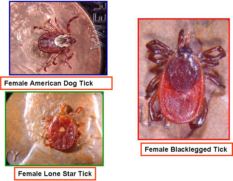 where are dog ticks found