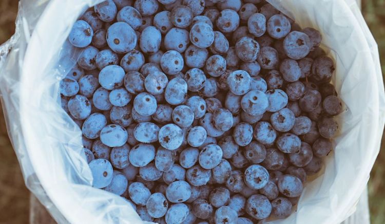 Blueberry pick bucket food safety practices on your farm - Blueberries